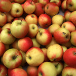 Apple Sunset Fruit Tree 6ft Tall Supplied In A 12 Litre Pot