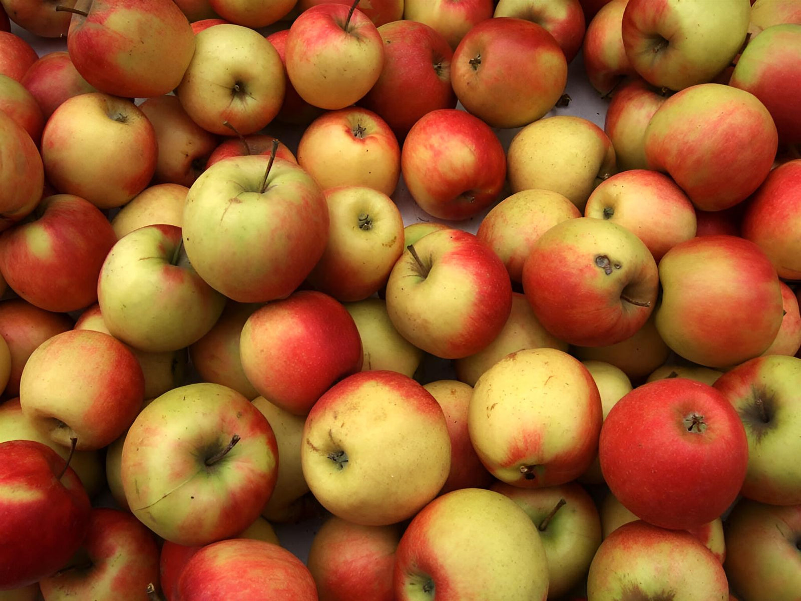 Apple Sunset Fruit Tree 6ft Tall Supplied In A 12 Litre Pot