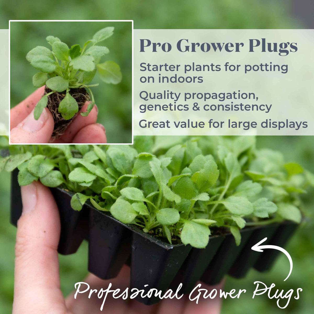 Erigeron Karvinskianus 'stallone' Profusion Groundcover | 12 x Jumbo Plugs