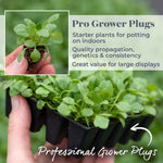 Erigeron Karvinskianus 'stallone' Profusion Groundcover | 24 x Jumbo Plugs