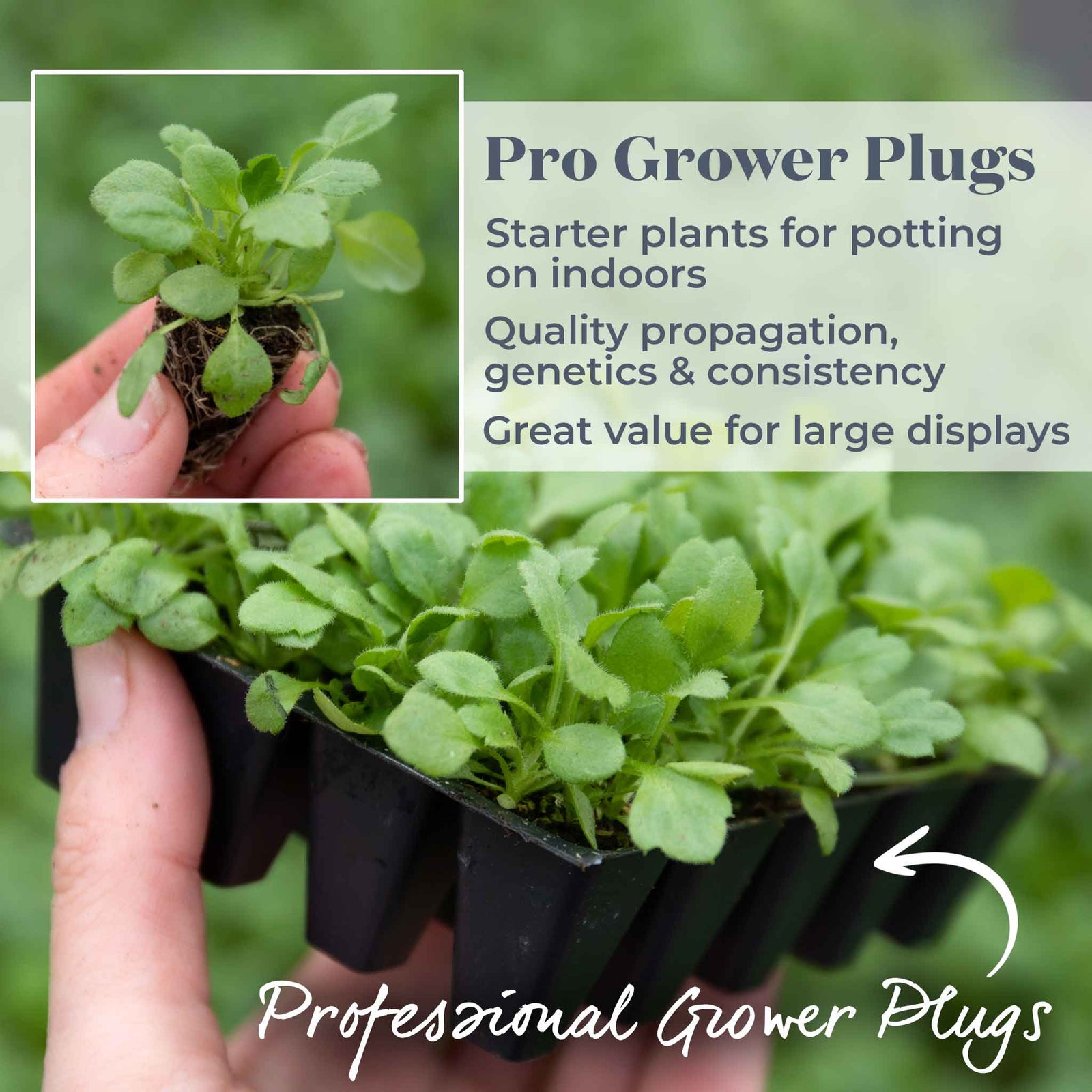 Erigeron Karvinskianus 'stallone' Profusion Groundcover | 1 x 9cm