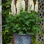 Cottage Garden Legends Lupin’ Collection - XL plug plants | 3 x Jumbo Plugs | Multi