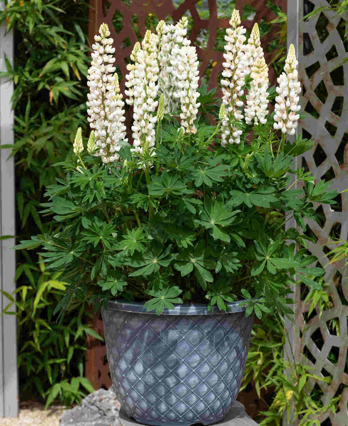 Cottage Garden Legends Lupin’ Collection - XL plug plants | 3 x Jumbo Plugs | Multi