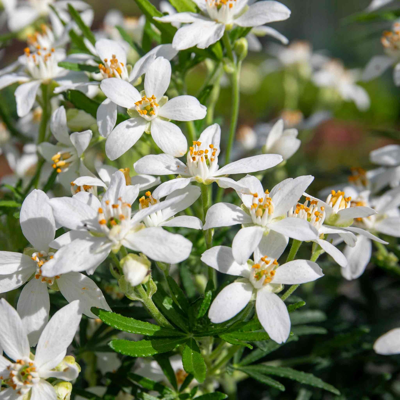 Choisya 'white Dazzler' Evergreen Shrub | 1 x 2L | Green & White