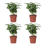 Coffee Plant - 4 Pcs. - Coffea Arabica - Height 25-40cm - ⌀12cm | Set of 4 | Green