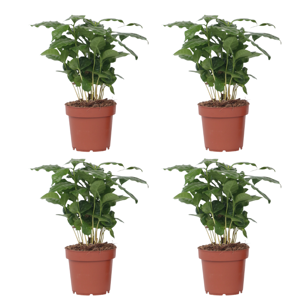 Coffee Plant - 4 Pcs. - Coffea Arabica - Height 25-40cm - ⌀12cm | Set of 4 | Green