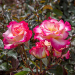 You're My Everything' Rose Of The Year 2025 Hybrid Tea Rose Bare Root | 1 x Bare Root | Pink & White