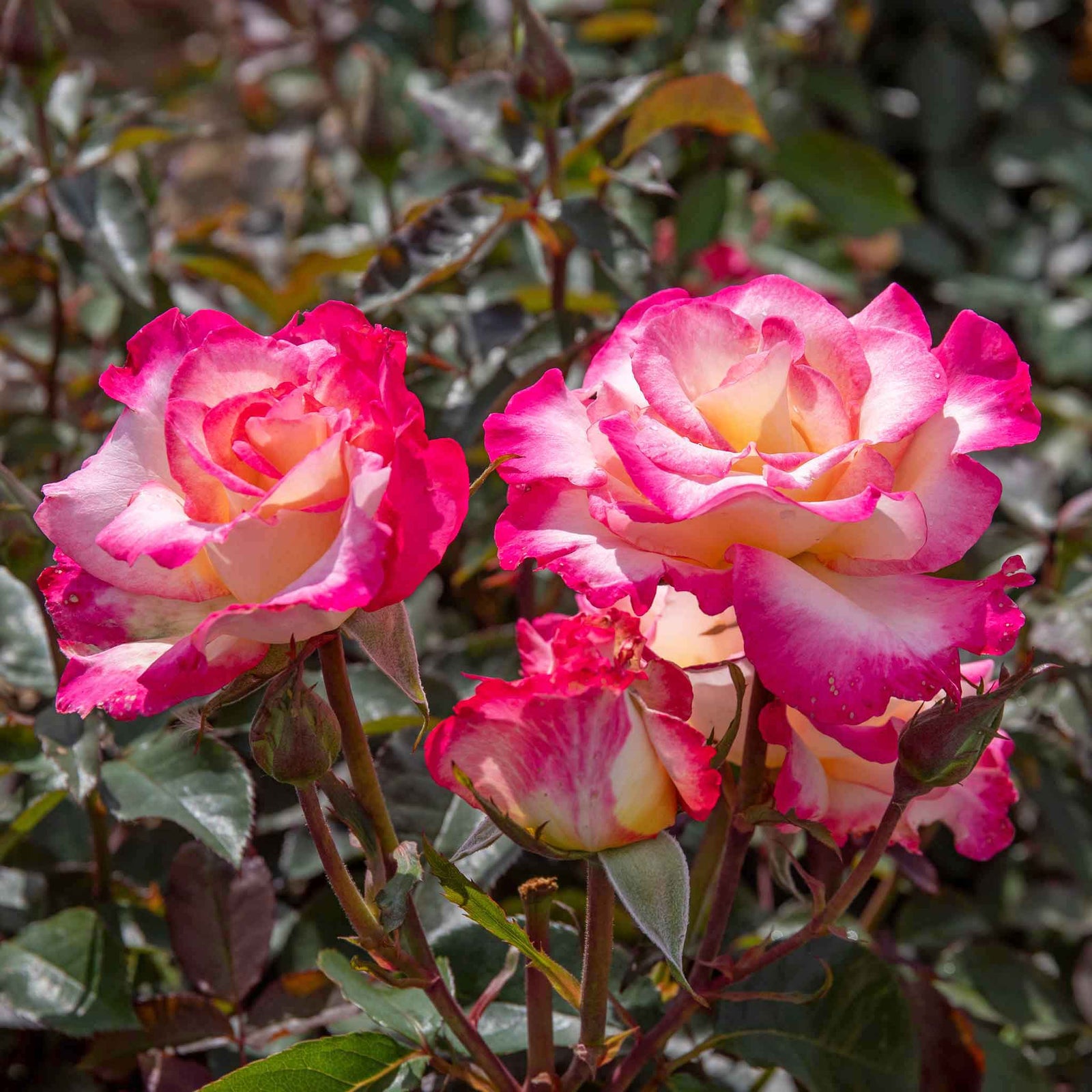 You're My Everything' Rose Of The Year 2025 Hybrid Tea Rose Bare Root | 1 x Bare Root | Pink & White