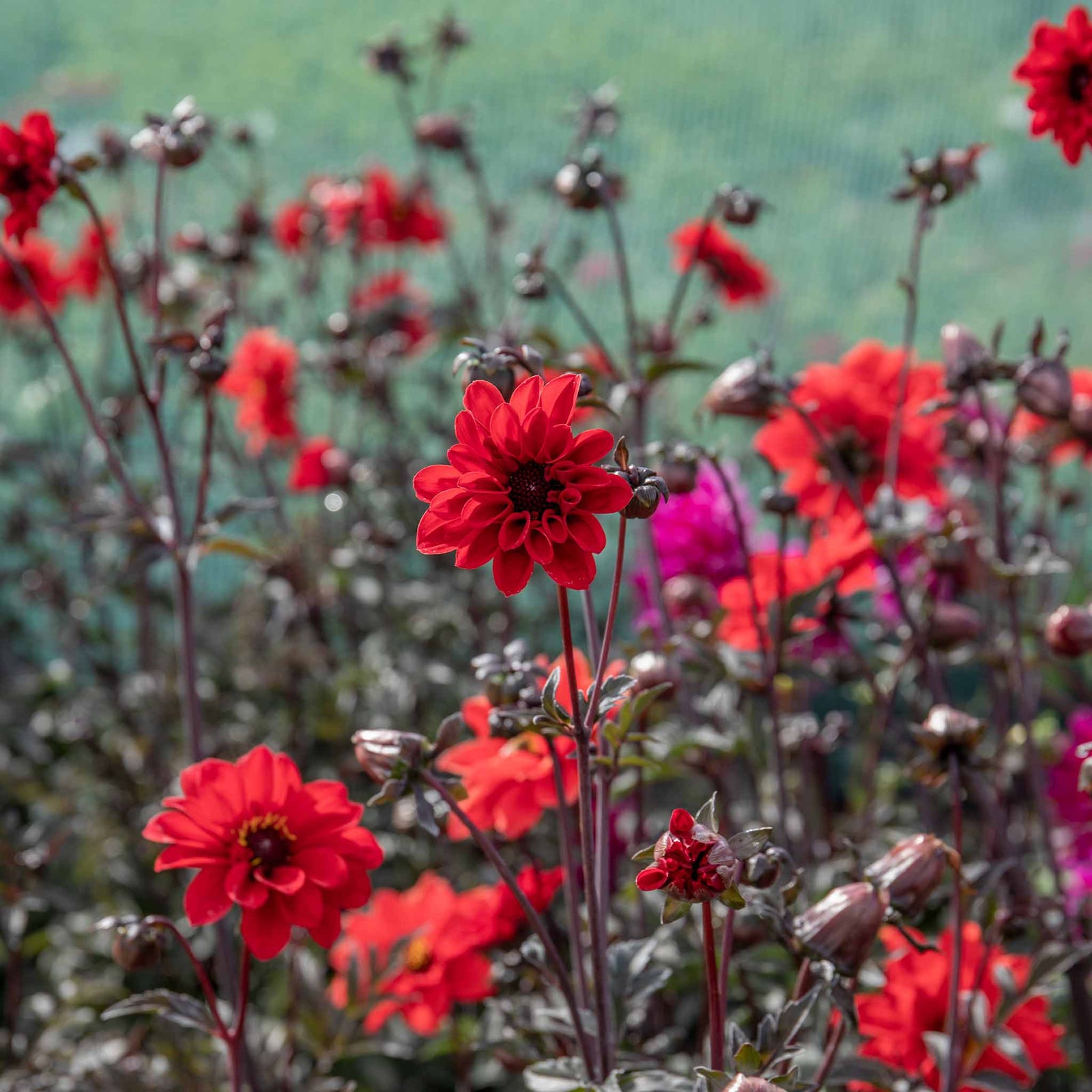 Dahlia 'bishop Of Llandaff' Red | 1 x Bulb | Red