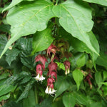 3x Leycesteria Himalayan Honeysuckle Shrubs, Large, Supplied In 3 Litre Pots