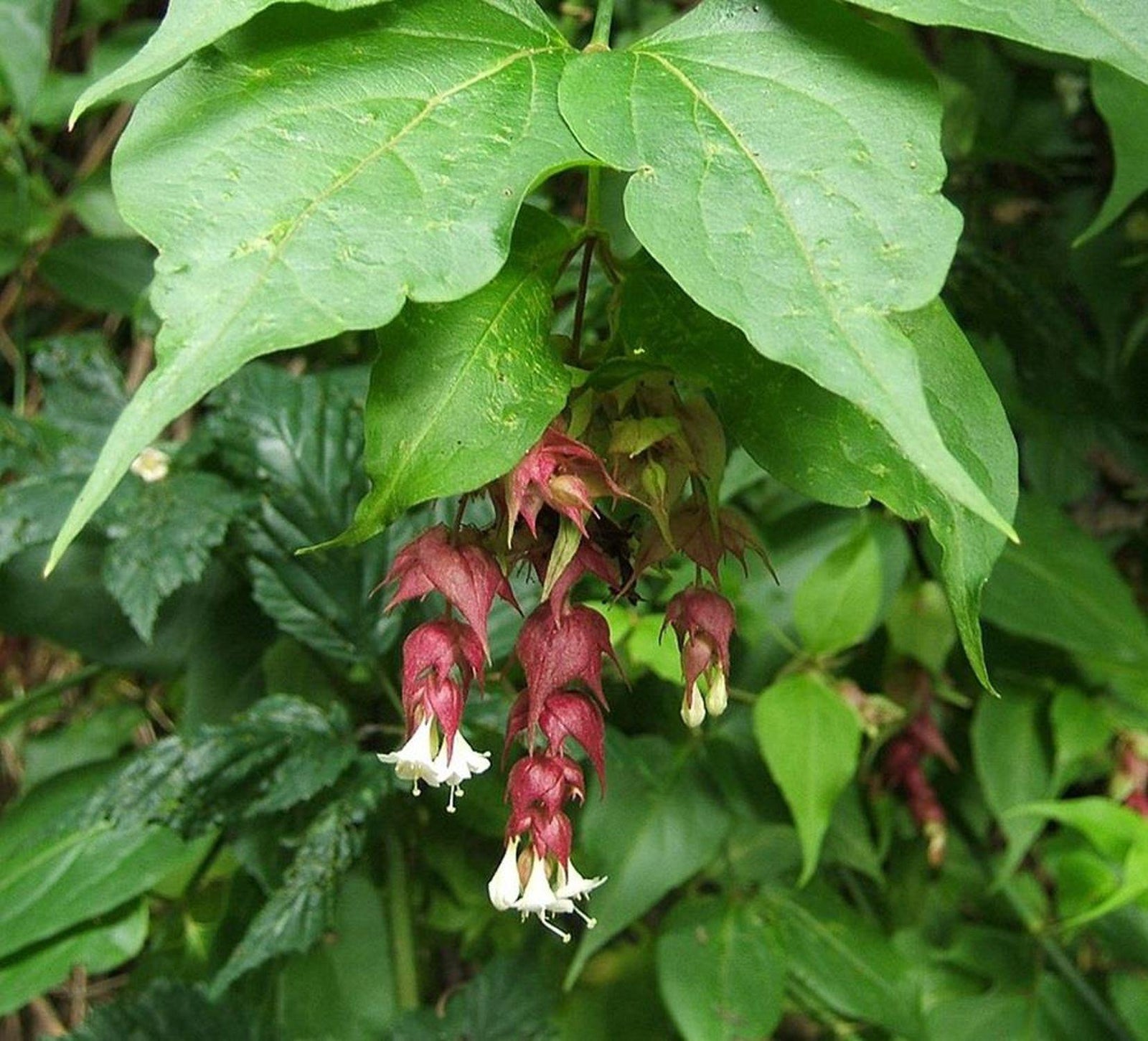 3x Leycesteria Himalayan Honeysuckle Shrubs, Large, Supplied In 3 Litre Pots