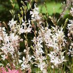 Slug Smart Perennial Collection - 2l Garden Ready Pots. | Set-of-6 | Multi