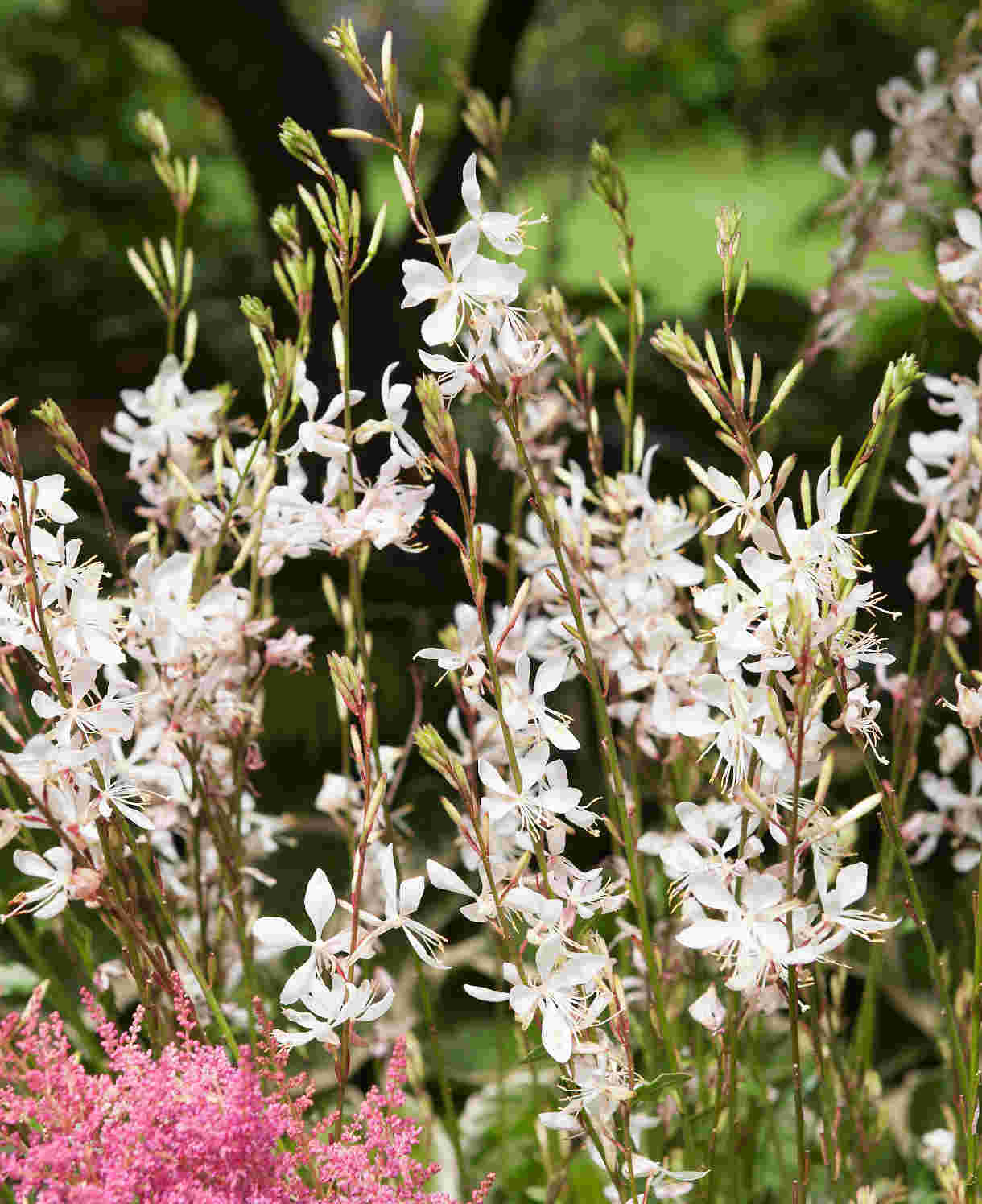 Slug Smart Perennial Collection - 2l Garden Ready Pots. | Set-of-6 | Multi