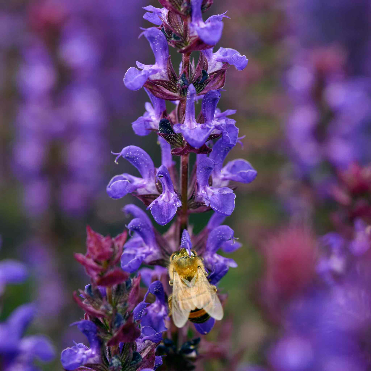 Salvia 'salvatore Blue' - Compact Indigo-blue, Pollinator-friendly Perennial Jumbo Plug Plants | Set of 3 | Purple