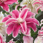 Oriental Double Lily Bulbs - 3 Bulb Pack | 3 x Bulbs | Multi