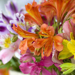 Alstroemeria Ligtu Hybrid Mix - 10 Bare Roots