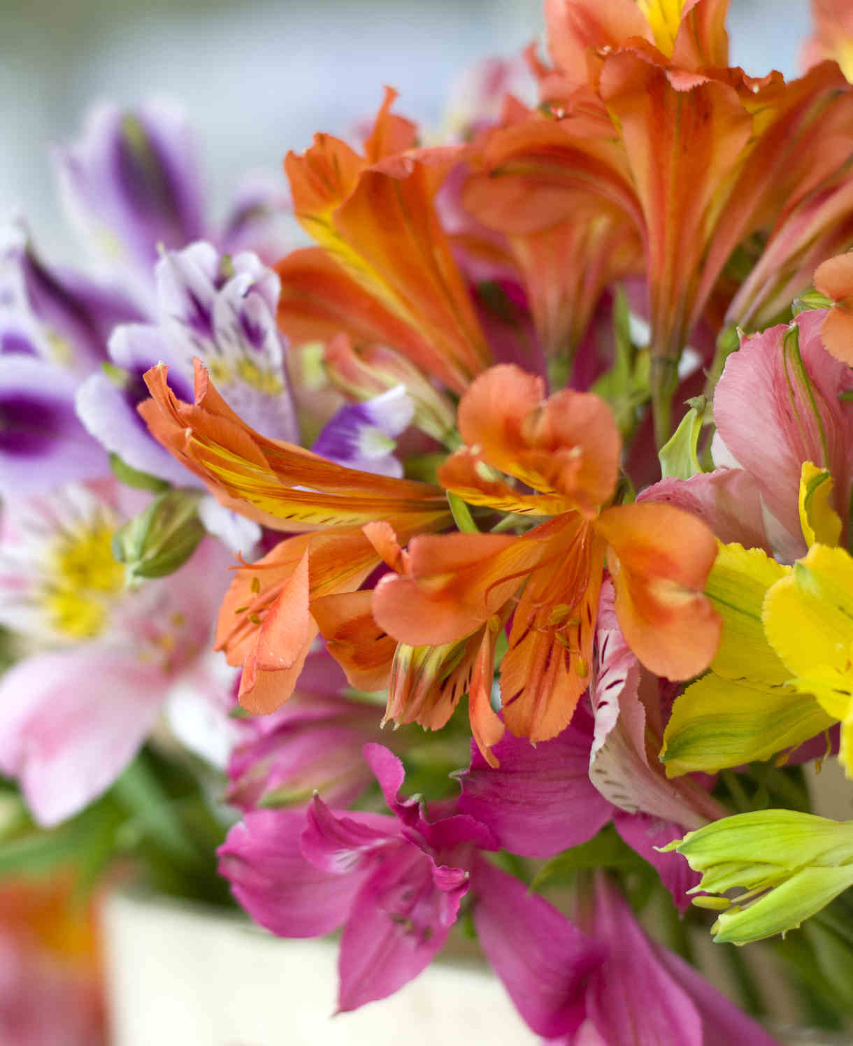 Alstroemeria Ligtu Hybrid Mix - 10 Bare Roots
