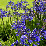 Direct Plants Agapanthus Blue Perennial Plants African Blue Lily Pack Of 3 Supplied In 9cm Pots