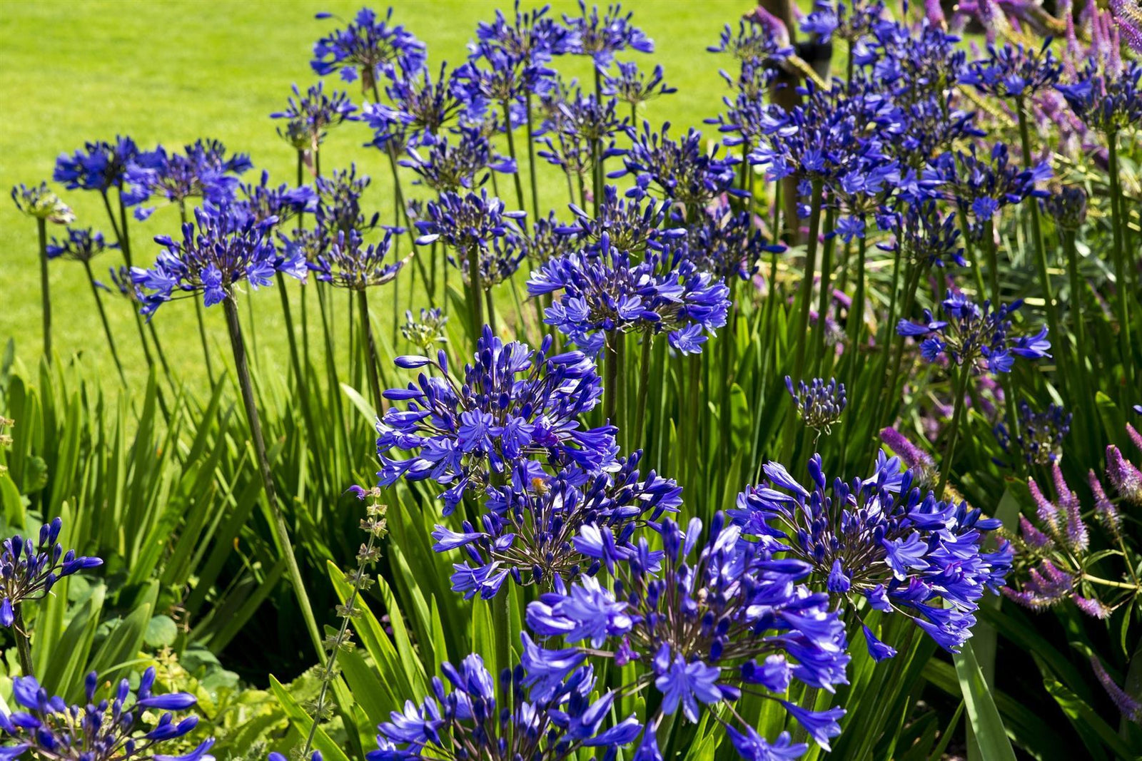 Direct Plants Agapanthus Blue Perennial Plants African Blue Lily Pack Of 3 Supplied In 9cm Pots