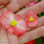 Begonia Lotto Mixed Garden Ready Plants | 12 x Garden Ready Plants