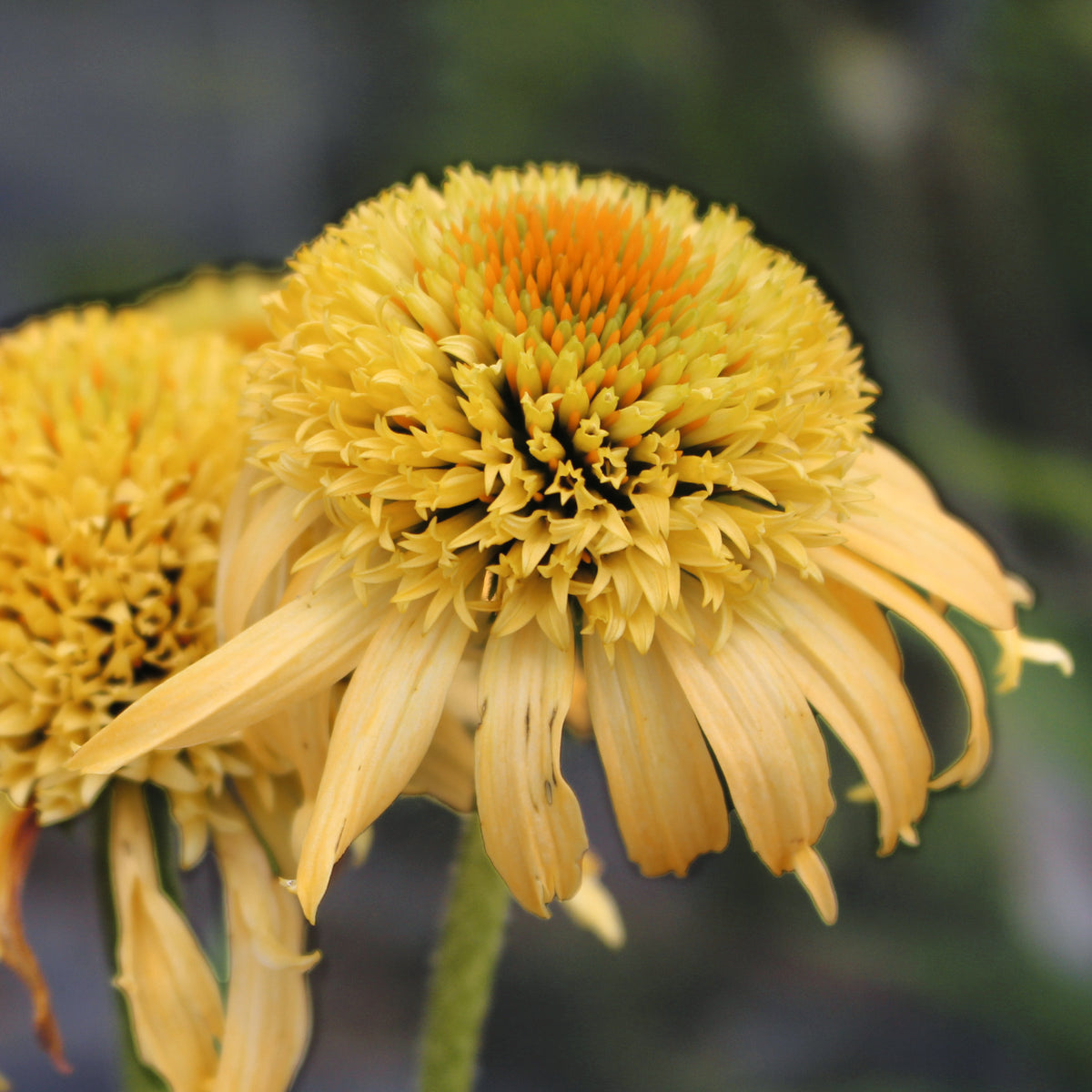 Echinacea Purpurea Papallo Semi Double Peach - 9cm Pots | 1 x 9cm | Yellow