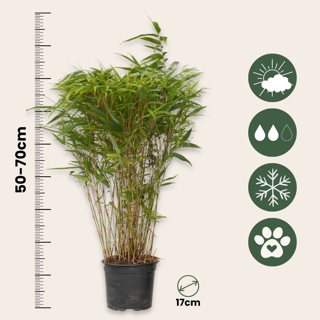 Chinese Fountain Bamboo - 4 Pcs. - Fargesia Nitida 'gansu' - H50-70cm - ⌀17cm | Set-of-4 | Green