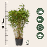 Chinese Fountain Bamboo - 2 Pcs. - Fargesia Nitida 'gansu' - H50-70cm - ⌀17cm | Set of 2 | Green
