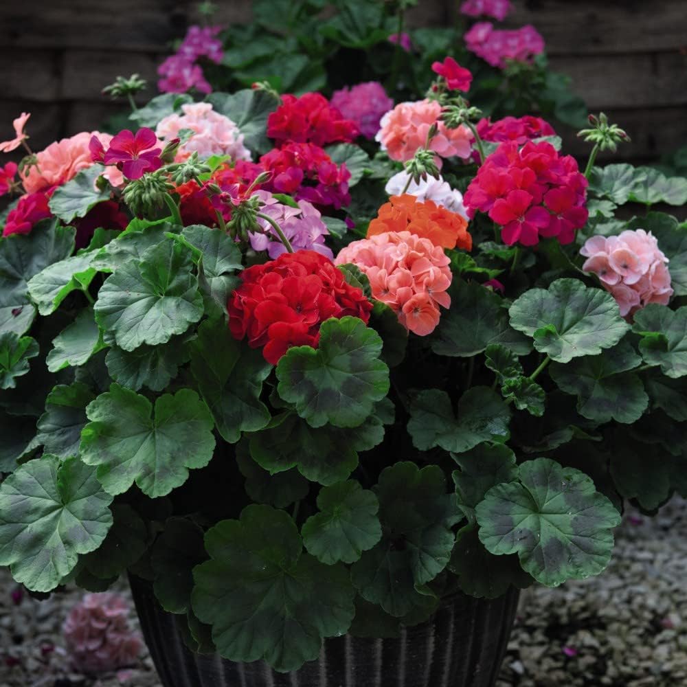 Geranium Jackpot Mixed Garden Ready Plants | 12 x Garden Ready Plants