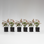 Christmas Berry - Photinia Fraseri 'red Robin' - Height 30-40cm - ⌀17cm | Set of 6 | Red