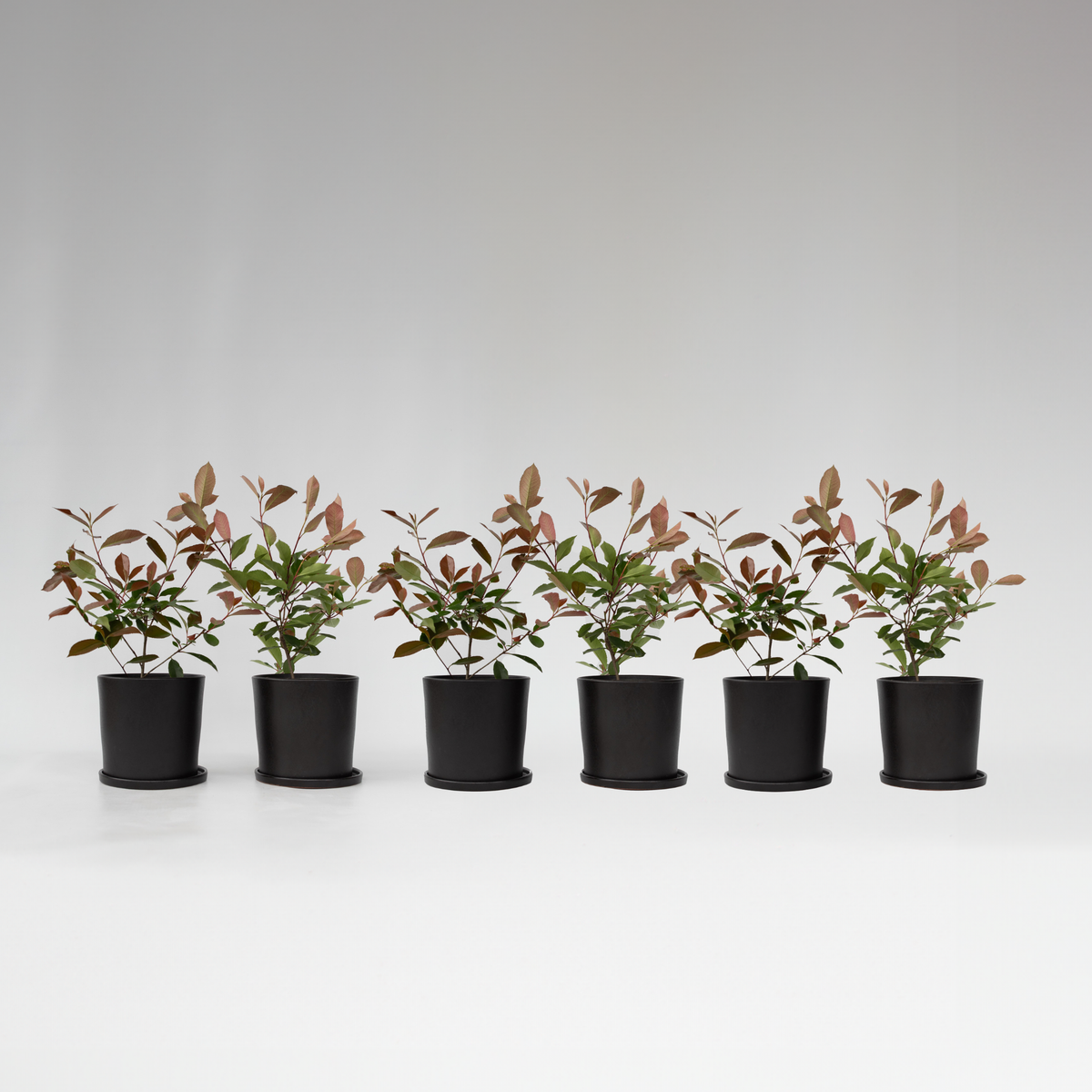 Christmas Berry - Photinia Fraseri 'red Robin' - Height 30-40cm - ⌀17cm | Set of 6 | Red