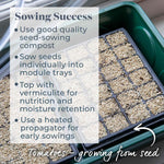 Honeymoon F1 Salad Tomato Seeds | 6 Seeds