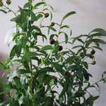 Artificial Olive Tree Bush By Leaf Design Uk Artificial Olive Tree Black Pot Botanik