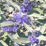 Hayloft Caryopteris Clandonensis Sterling Silver - 1 X 9cm Pot