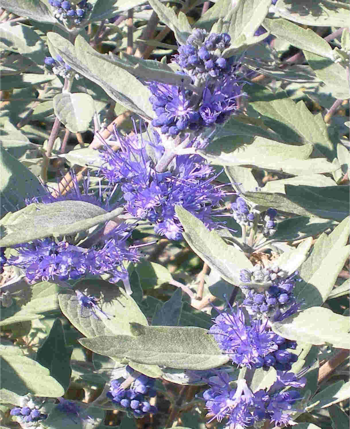 Hayloft Caryopteris Clandonensis Sterling Silver - 1 X 9cm Pot