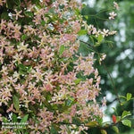 Trachelospermum Star Of Milano 9cm Pot | Set of 3