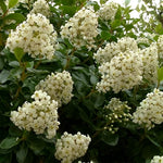 Escallonia Iveyii White Flowering Evergreen Shrub 50-60cm Large Supplied In A 3 Litre Pot