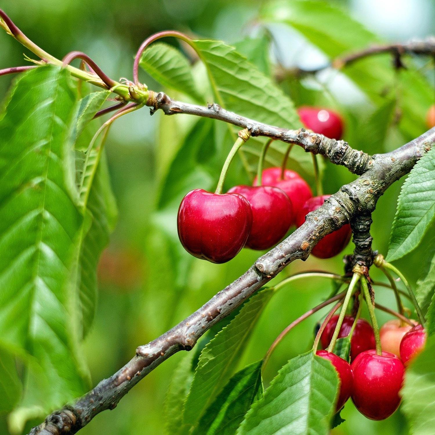 Patio Cherry Stella - Self-fertile, Large Sweet Dark Red Fruit | 1 x 2L