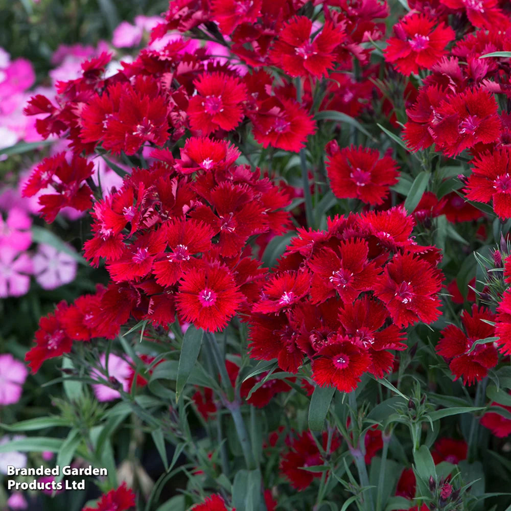 Thompson & Morgan Dianthus (pinks) Rocking Red - Plants