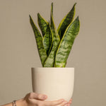 Snake Plant - 2 Pcs. - Sansevieria 'futura Superba' - Height 35-40cm - ⌀12cm | Set of 2 | Green