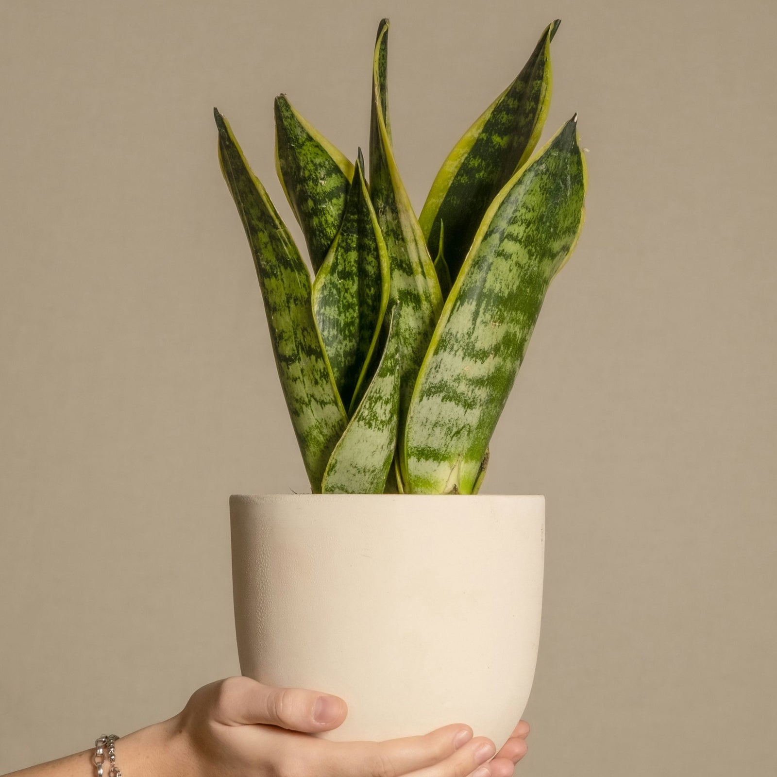Snake Plant - Sanseviera Trifasciata 'futura Superba' - Height 35-40cm - ⌀12cm | Set-of-1 | Green