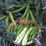 Broad Bean Plant Collection - 3 Hardy Varieties | 36 x Pro Grower Plugs