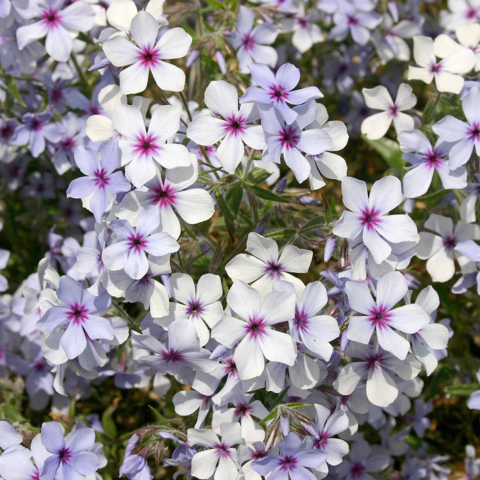 Phlox 'pink A Dot' Compact Perennial For Borders And Containers | 3 x Plug Plants | Multi Colour