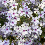 Phlox 'pink A Dot' Compact Perennial For Borders And Containers | 6 x Jumbo Plugs | Multi Colour