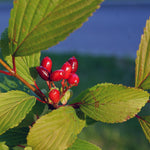 Hayloft Viburnum Farreri - Evergreen, Scented Shrub - 9cm Pot
