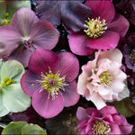 Helleborus Orientalis Mix - 9cm pot | Set-of-9 | Multi
