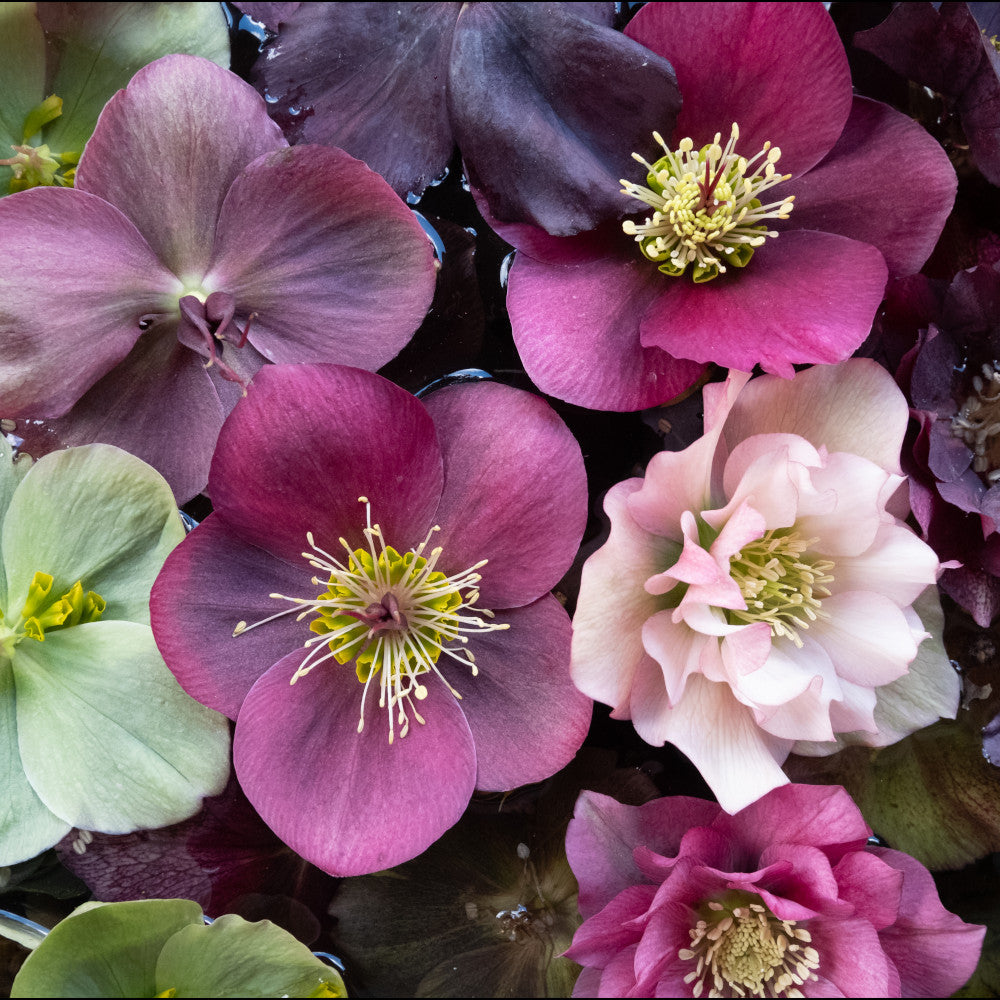 Helleborus Orientalis Mix - 9cm pot | Set-of-9 | Multi