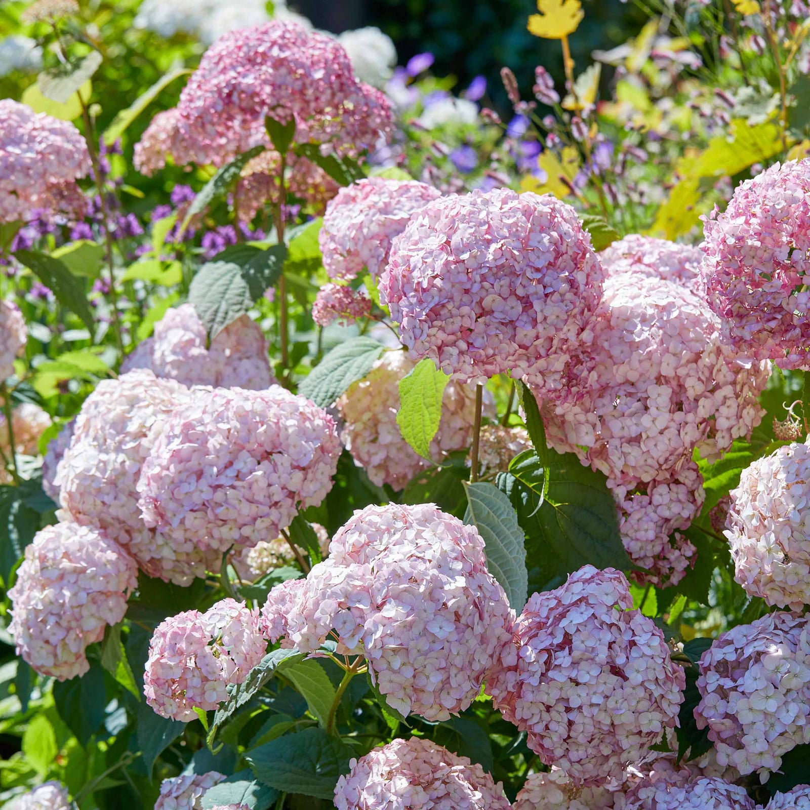 Hydrangea 'candybelle Bubblegum' Pink Flowering Shrub | 1 x 3L | Pink