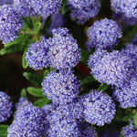 Ceanothus Concha Evergreen California Lilac Shrub In A Pot