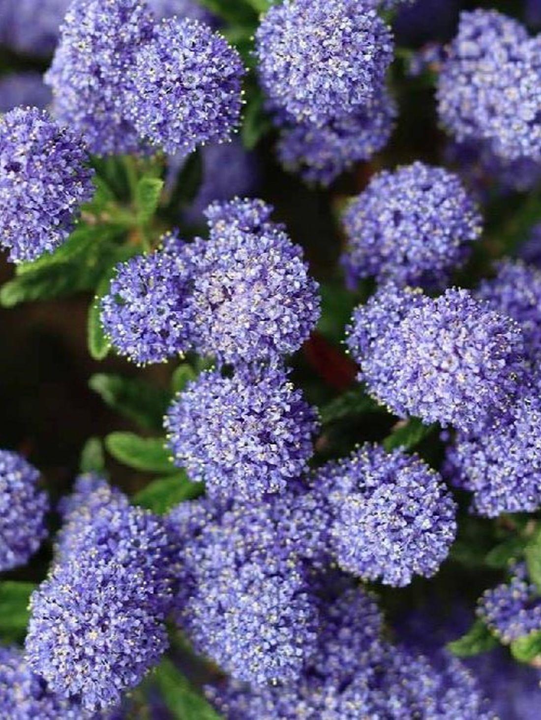Ceanothus Concha Evergreen California Lilac Shrub In A Pot