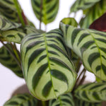 Never Never Plant - 2 Pcs. - Ctenanthe 'burle-marxii' - Height 25-40cm - ⌀12cm | Set of 2 | Green